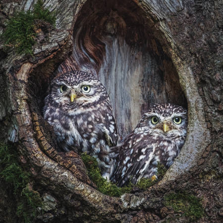 Little Owls