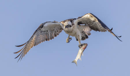 Osprey With Mullet