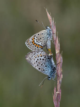 Silver Studded Blues In Cop