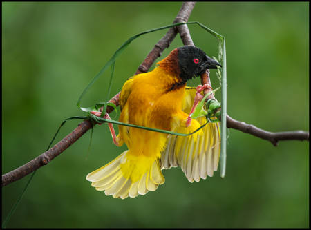 Nest Building Village Weaver