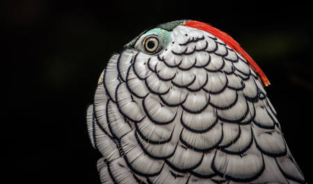 Lady Amherst's Pheasant