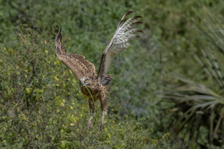 Brown Snake Eagle With Snake