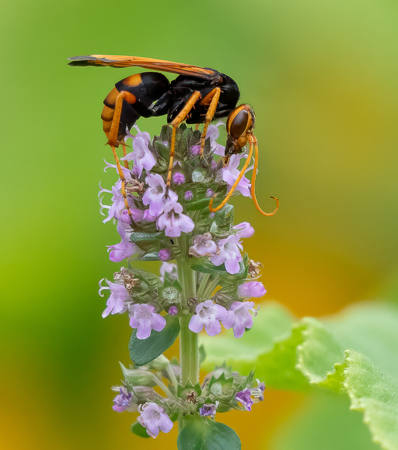 Wasp On Blooms