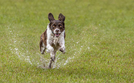 Dog-Fun After The Big Wet