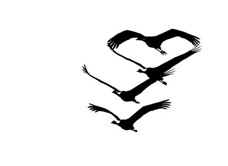 Cranes