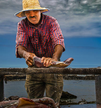 The Daily Catch