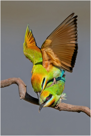 Rainbow Bee Eater Couple
