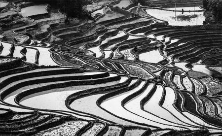 Rice Terrances