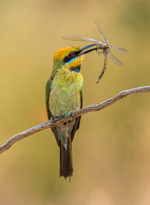 Dragonfly With Bee Eater 4