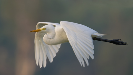 Graceful Egret