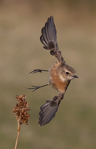 Female Stonechat In Flight