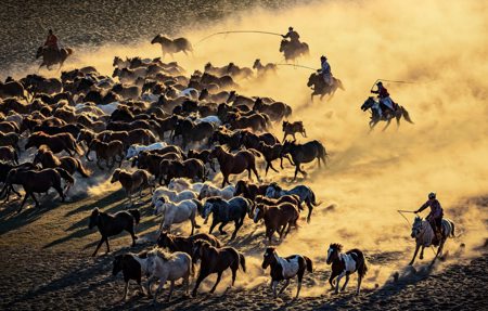 Tame Horses On The Plateau