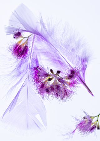 Shades Of Pink And Lilac