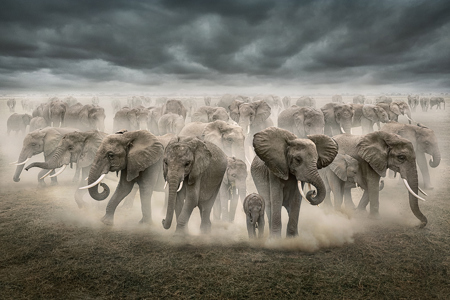 Dreamly Elephants Team