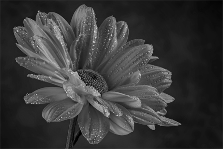 Daisy Mono