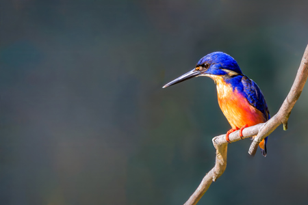 Azures Stealthy Stare