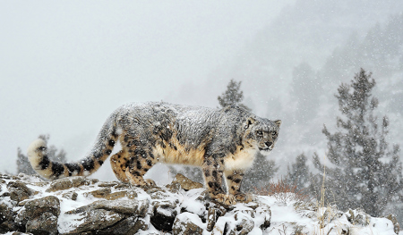 Snow Leopard In A Blizzard
