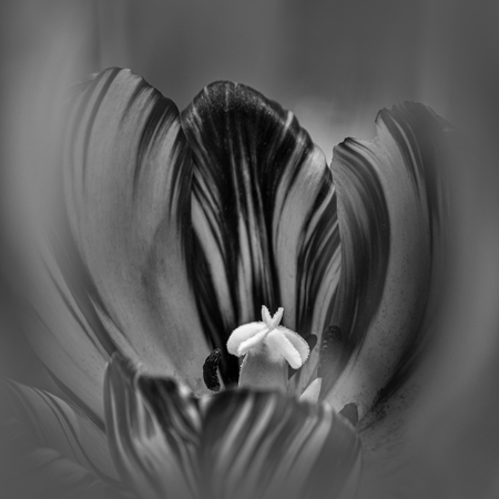 Heart In Black And White