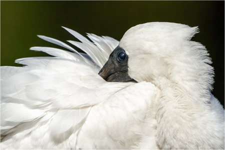 Fine White Feathers