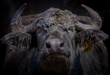 Thumb And Pinky Raised