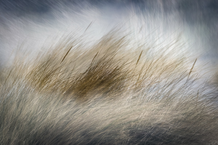 Beadnell Grasses3