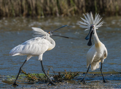 Mohawk I Said A Mohawk
