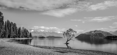 Wanaka Tree