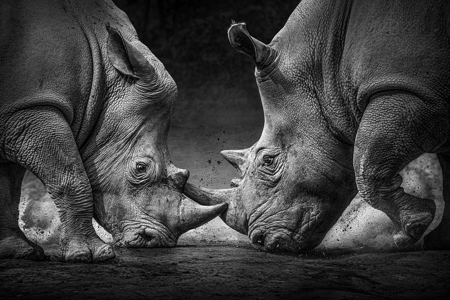 Rhino Fight