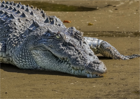 Estuarine Crocodile