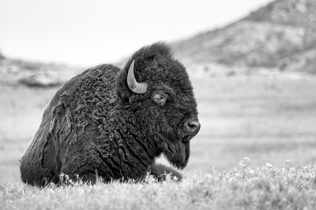 Resting Bison