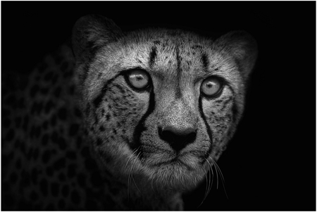 Cheetah Stare