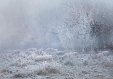 Winter Grazing