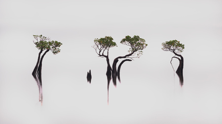 The Dancing Trees Of Sumba