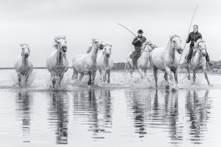 Horses In Camargue