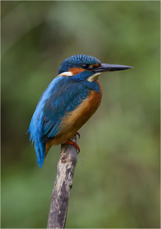 King Fisher On Branch
