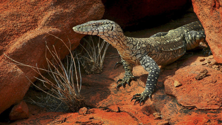 Wild Goanna At Uluru