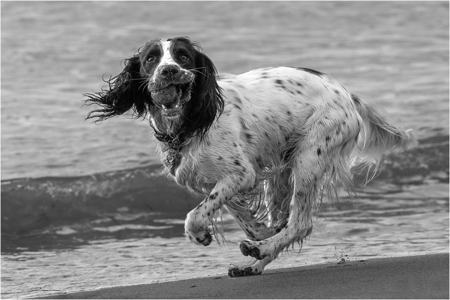 Having A Ball At The Beach