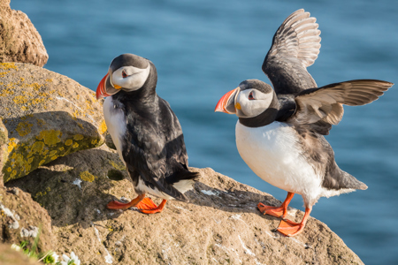 Flirt At The Clifftop