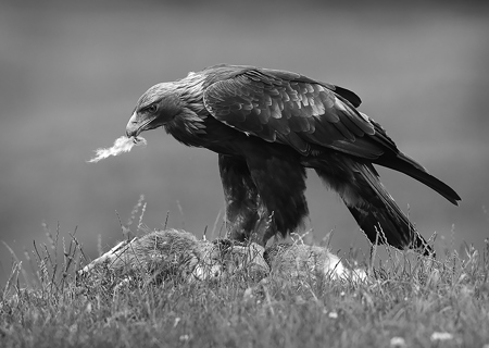 Golden Eagle With Prey