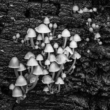 Enchanted Fungi