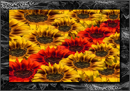 Sunflower Spectacular