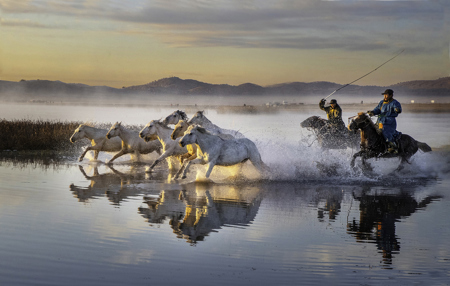 Horses In Water 95