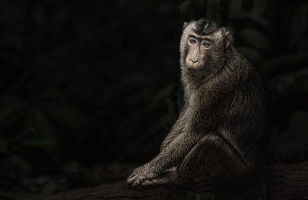 Pig-Tailed Macaque