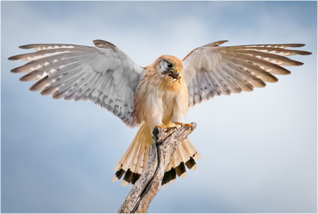 Nankeen Kestrel With Grasshopper