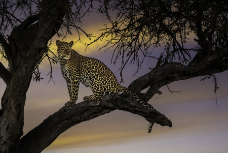 Leopard At Sunset