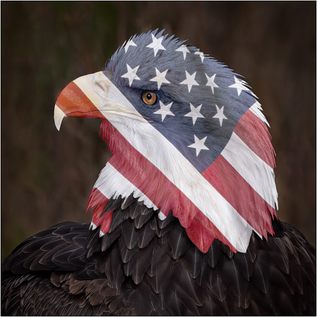 Patriotic Bald Eagle