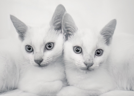 Purrfect Pair