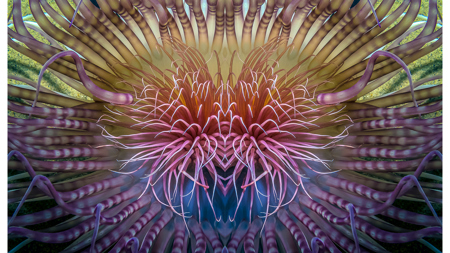 Agressive Predatory Sea Anenome Pipeline