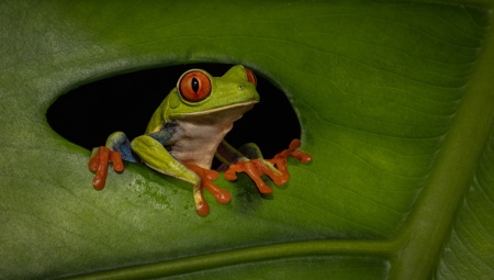 Peeping Tree Frog