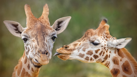 C'mon Boo Give Me A Kiss